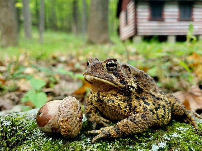 Camp Misty Mount in Fall, American toad next to an acorn, in the background a cabin out of focus.