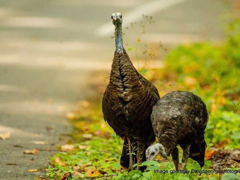 Drive slow! You often have to stop for turkey crossings. Don't be surprised if you're stuck in a turkey jam on Cosby Park Rd. 
