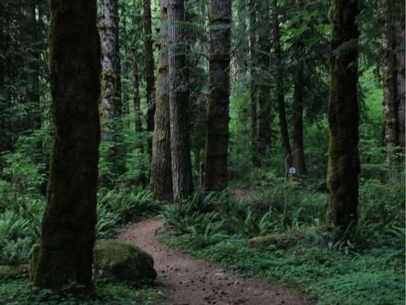 Old Mill Nature Trail located from Group Picnic Area. Not shown is remnants of the old mill when it was logged in the early 1900s. 