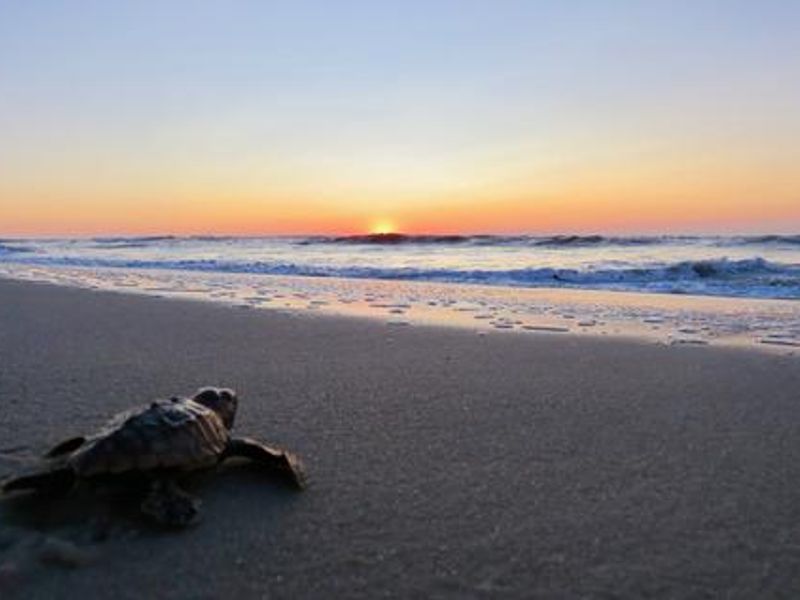 A turtle crawls toward the sea.  