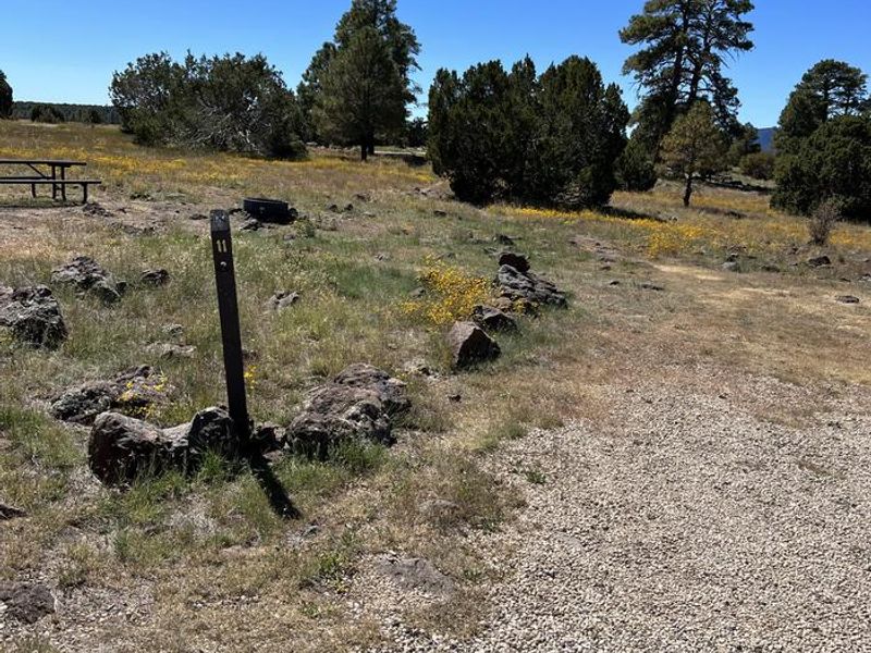 Forked Pine Campgrond - Site 11