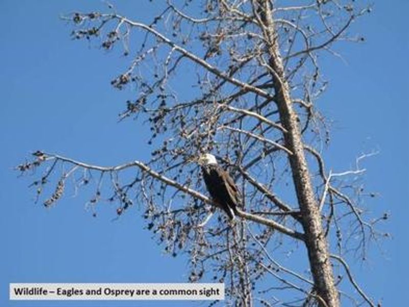 Big Creek Lakes Wildlife Eagle Photo 1
