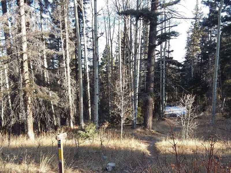 Hopewell lake forest trail