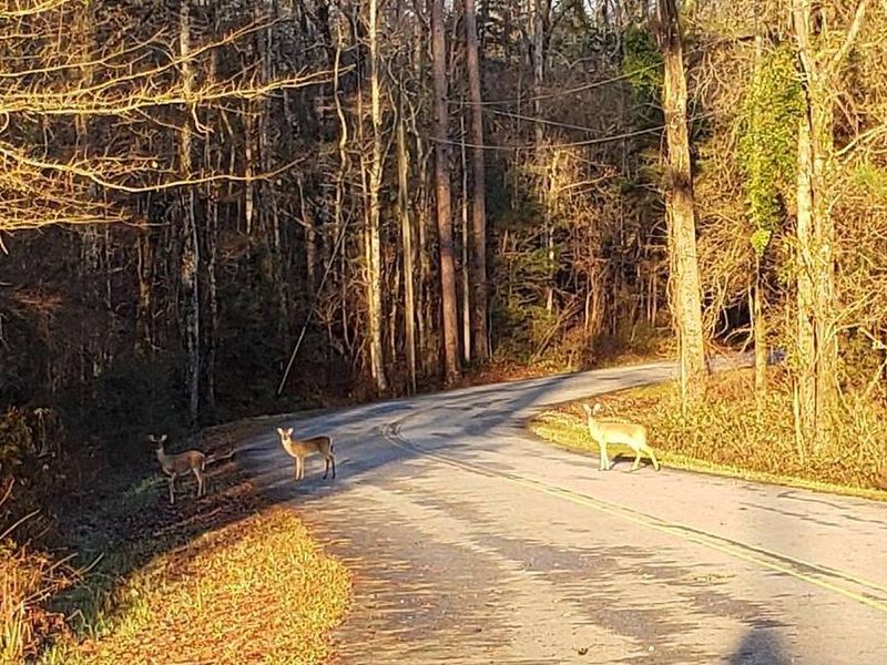 Deer Crossing