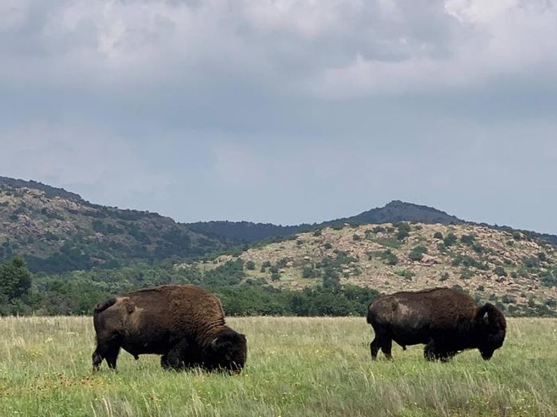 Wildlife abounds at the Wichita Mountains. Bison, elk, deer, and longhorn all roam freely.