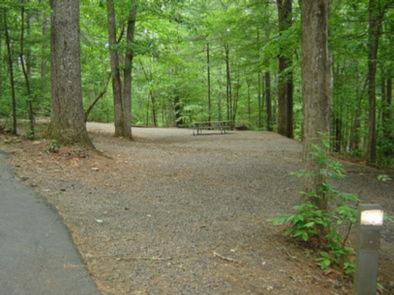 Forested campsite at Horseshoe Point.