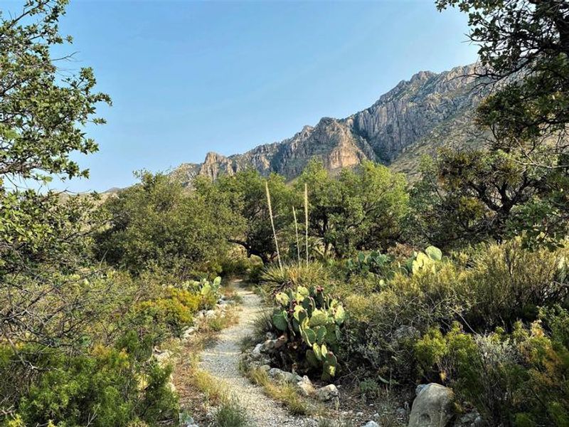 View of Guadalupe Mountain range from campsite number one with prickly pear, sotol, and oak trees along the trail winding its way toward  the parking area.