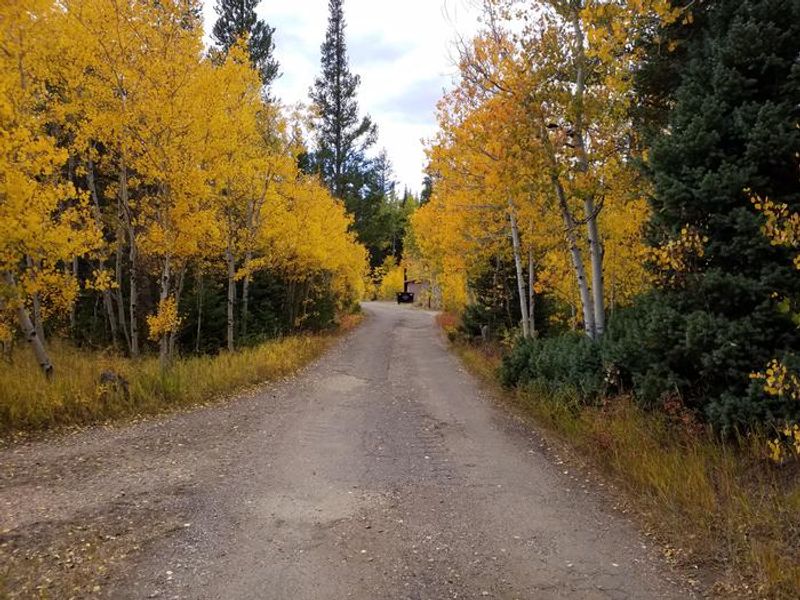 Willow Campground fall colors near site 8