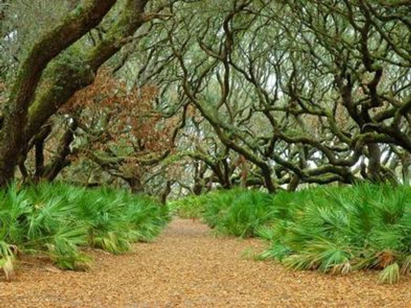 Live Oak Maritime forest at the Sea Camp Campground.