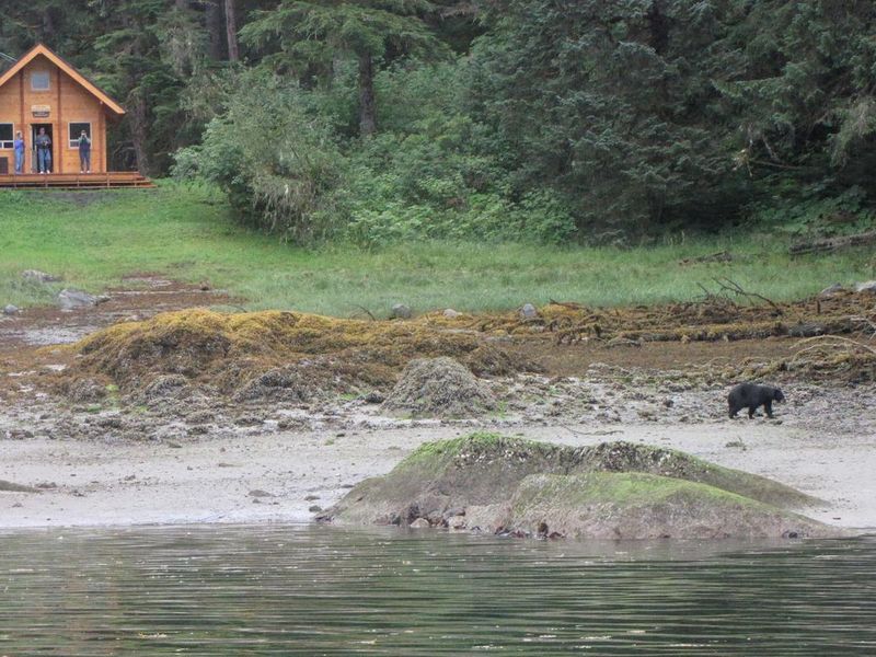 Bear viewing from previous cabin.