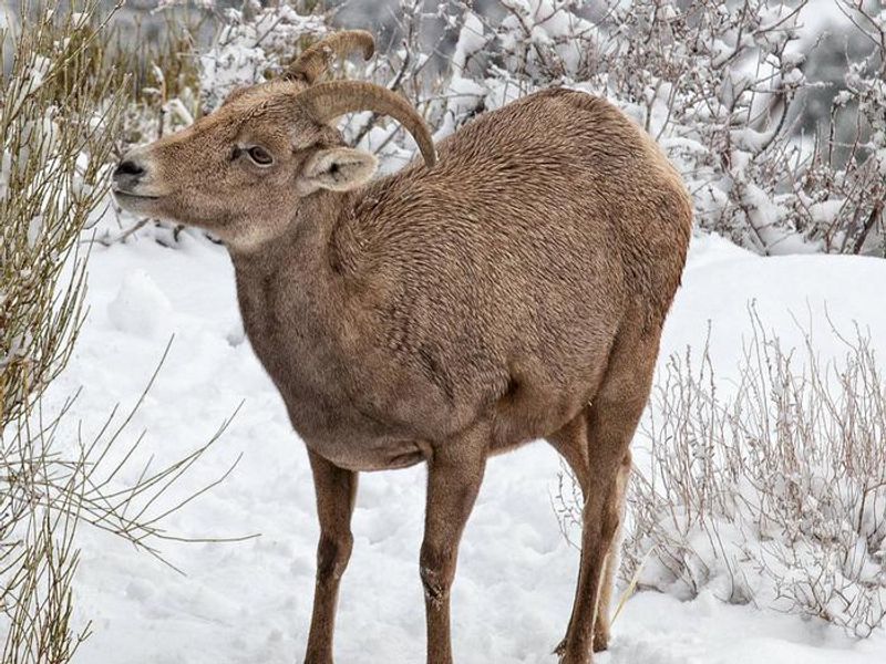 Colorado National Monument Wildlife