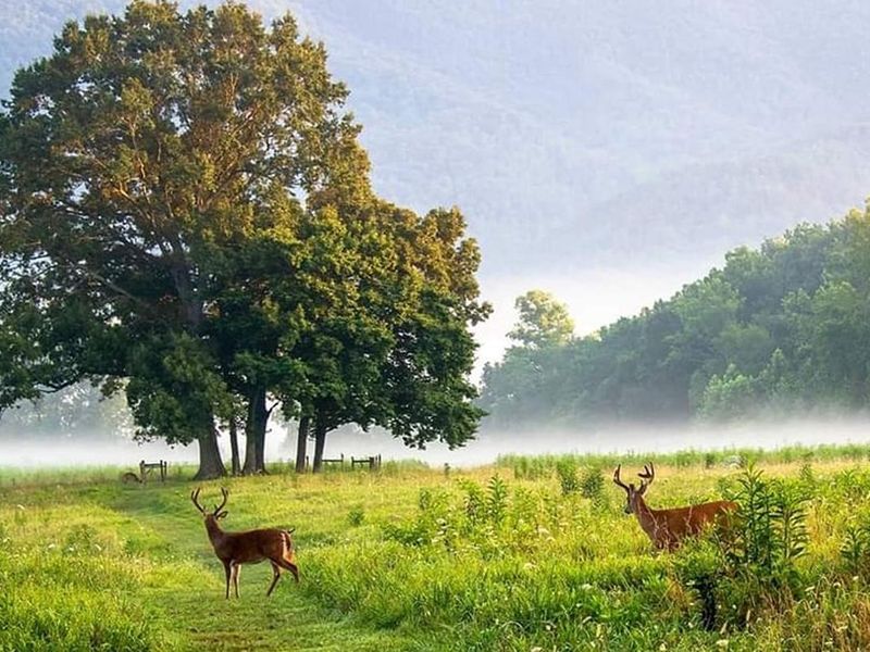 Deer in a misty meadow