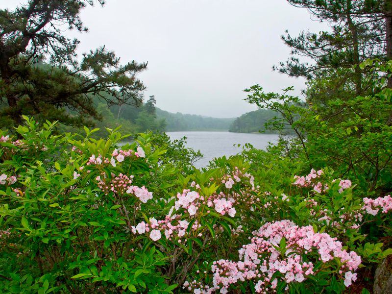 Campsites are nestled in the trees near Catfish Pond.