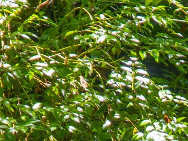 Picnic pavilion is on Cosby creek. 