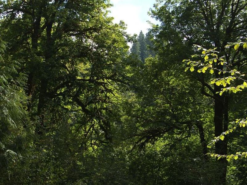 Towering Maple Trees. 