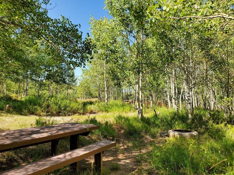 Gooseberry Group Campground Site #8