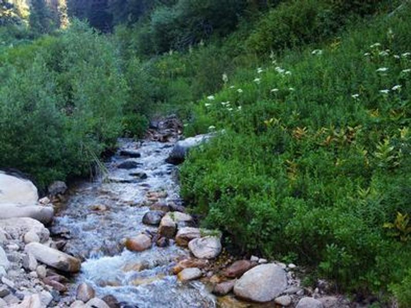 Stream flowing past Hayfork Campground.