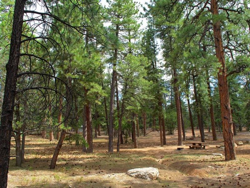 Campsites in Aspen and Fir Loops, Mather Campground