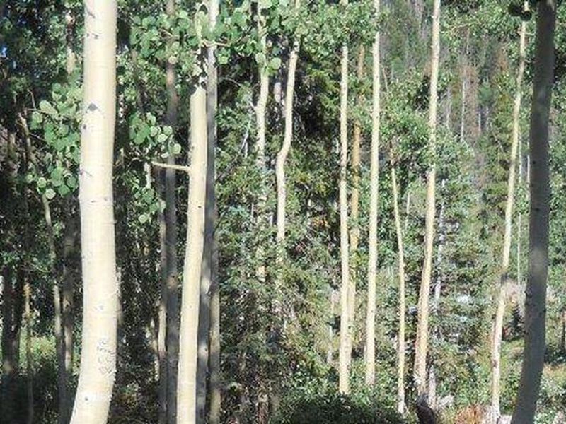 Walk to the group area in Big Meadows Campground