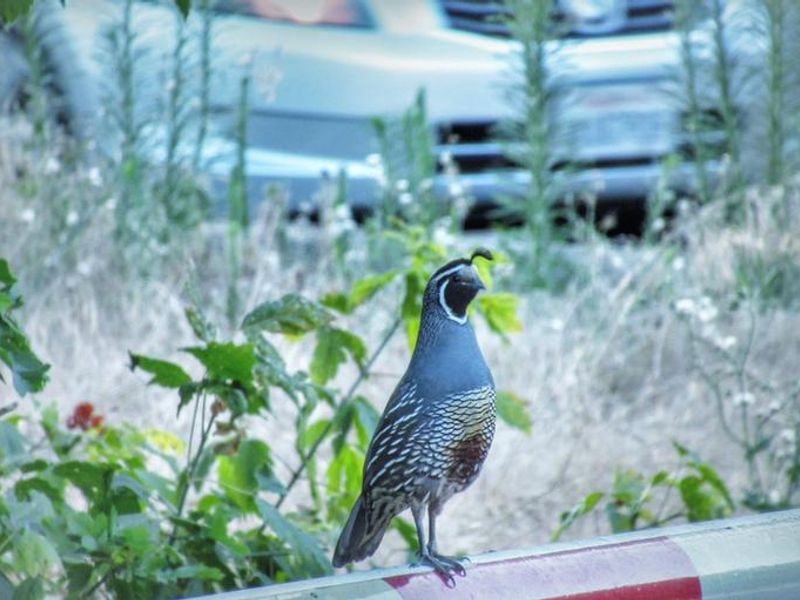 See native wildlife species like quail at McHenry Avenue Recreation Area