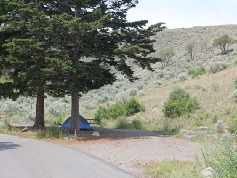 Tent pitched at Mammoth Hot Springs Campground