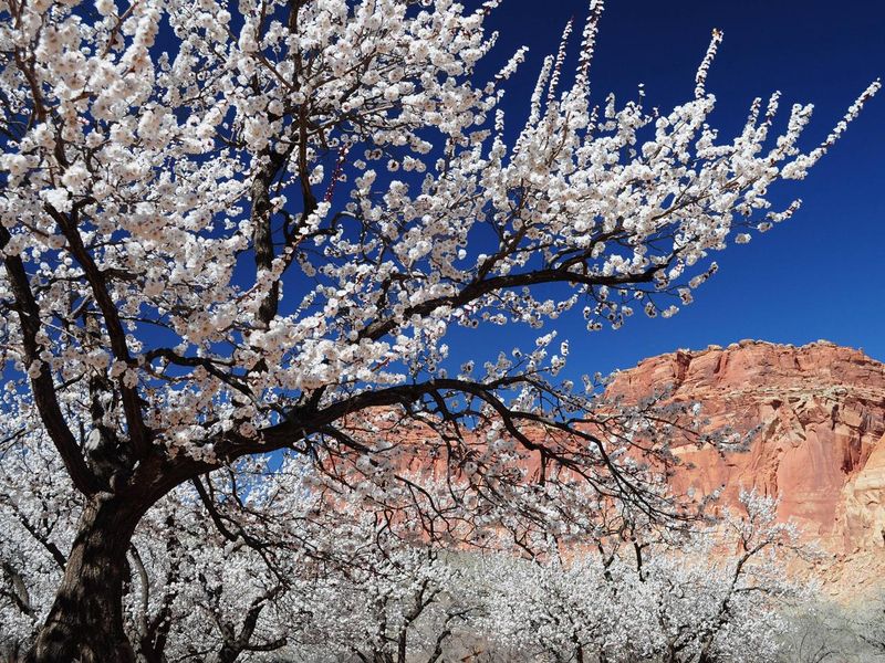Apricot Tree in bloom near Fruita Campground