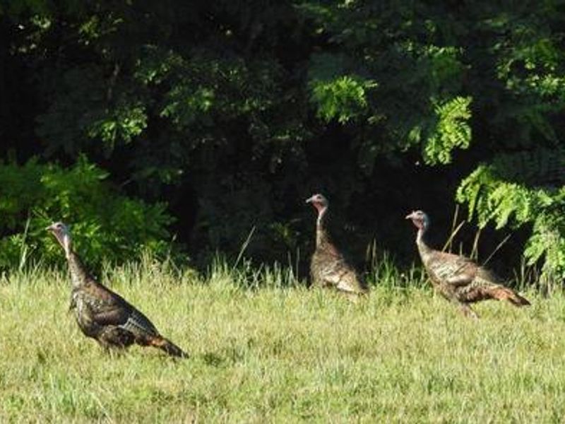 Wild turkeys