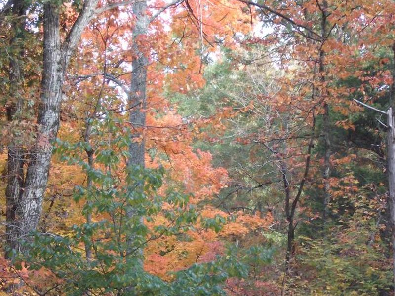 Scenic Drive, Green River Ferry Road in the Fall
