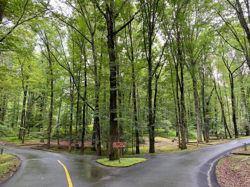 Where loops diverge:  D to the left, B & C to the right.