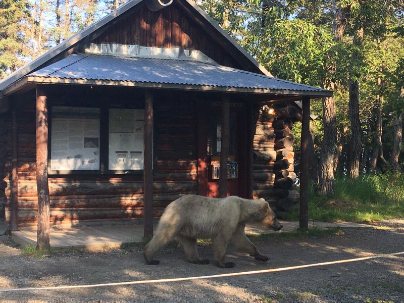 Bears are often seen wandering through camp which is why bear orientations are the first stop for all visitors.