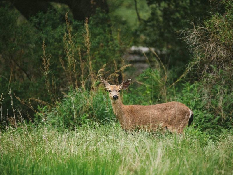Wildlife at Pinnacles
