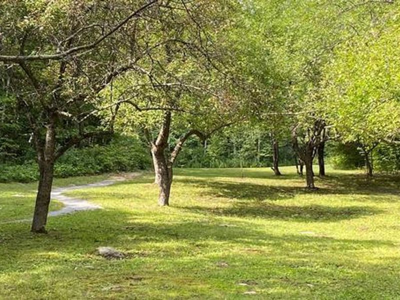 Trails through meadow