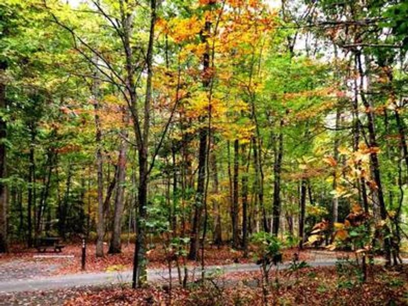 Campsites in Oak Ridge Campground in fall