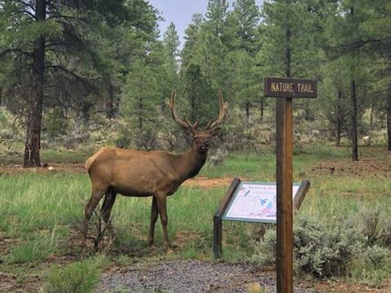 Wildlife is abundant and the nature trails will provide  access to our local flora and fauna