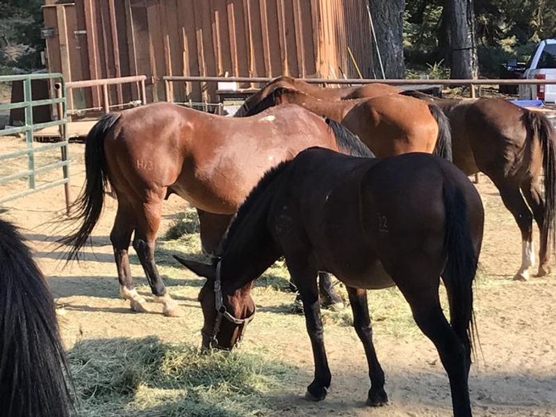 Horses at Wolverton Stock Camp