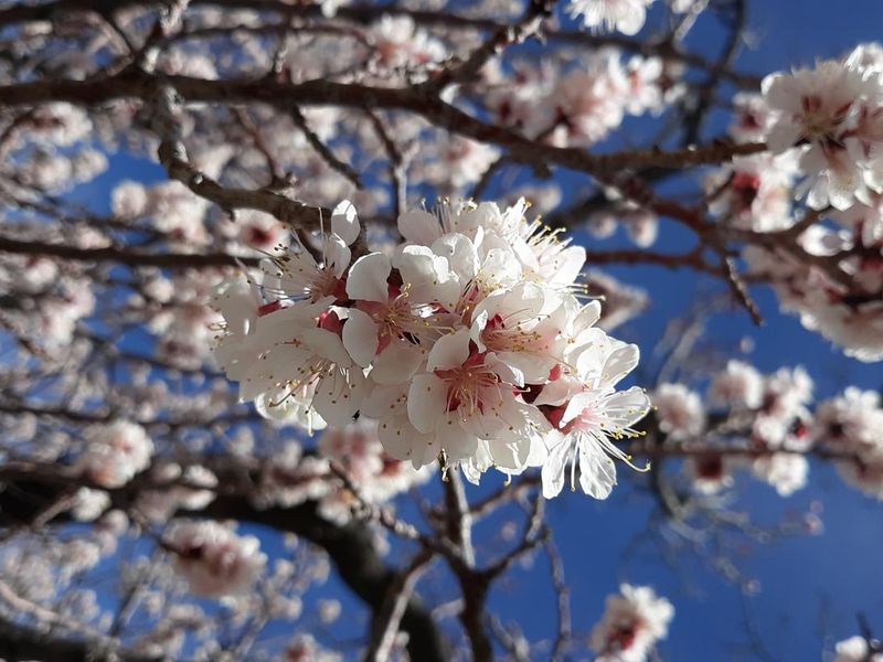 Apricot bloom