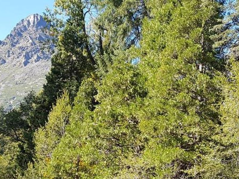 Sierra Buttes from Wild Plum