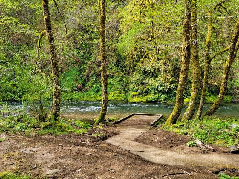Accessible path to river view platform at Alder Glen