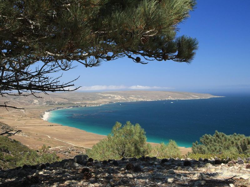 Torrey Pines, Santa Rosa Island