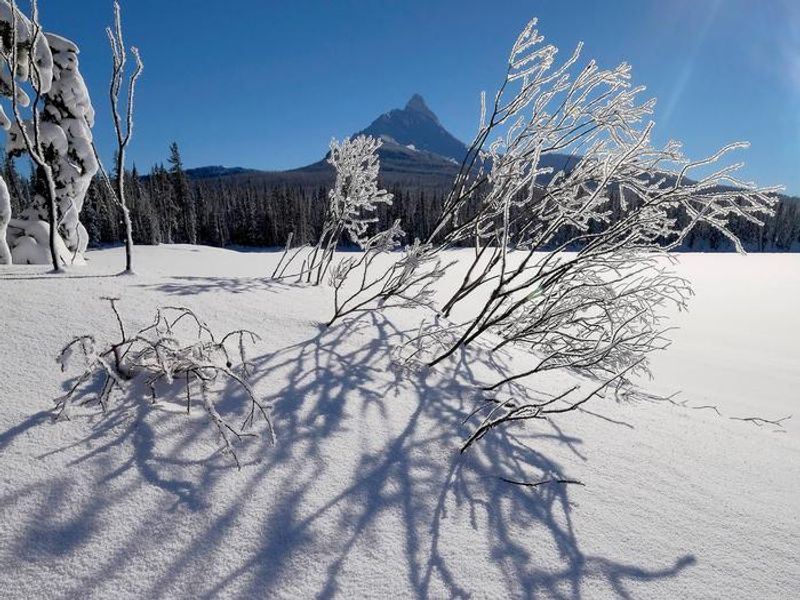 Willamette National Forest