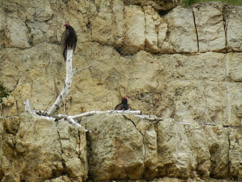 Wildlife at Eau Galle