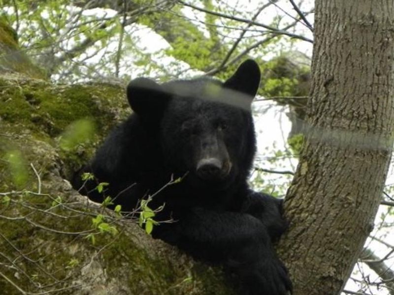 A Black Bear in the branches of a tree