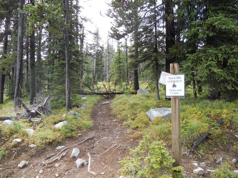 Trail to the lookout