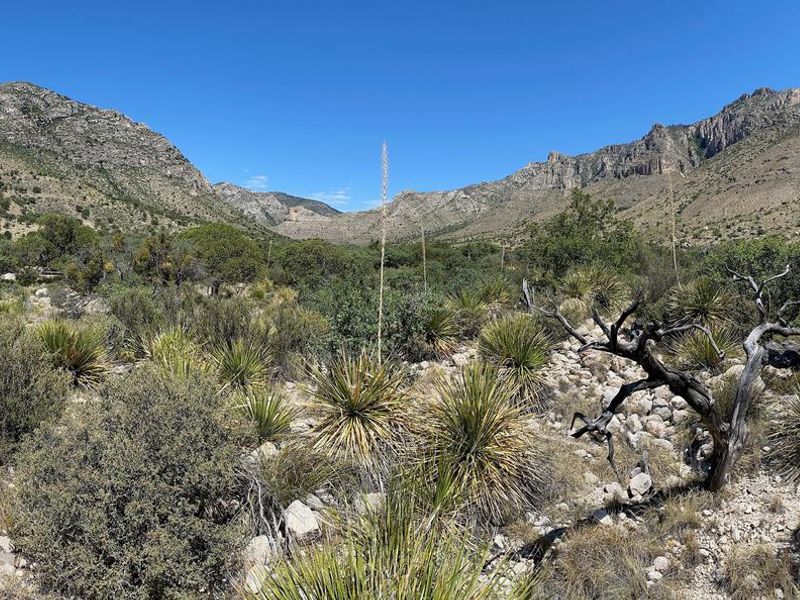 A view from Pine Springs Campground with the Chihuahuan Desert vegetation and the rugged Guadalupe Mountains to enjoy.