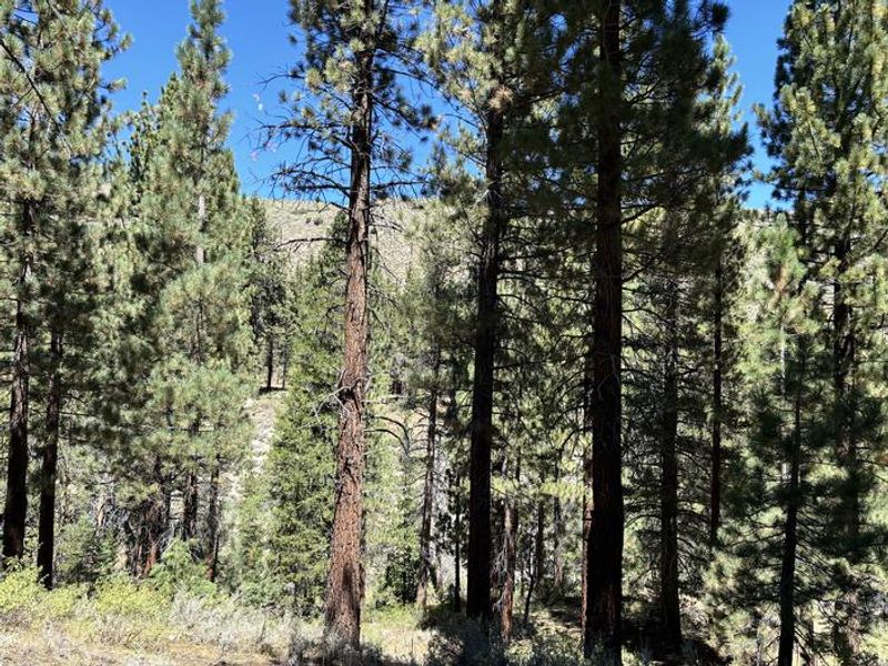 A photo of facility Buckeye with Picnic Table, Fire Pit, Shade, Tent Pad