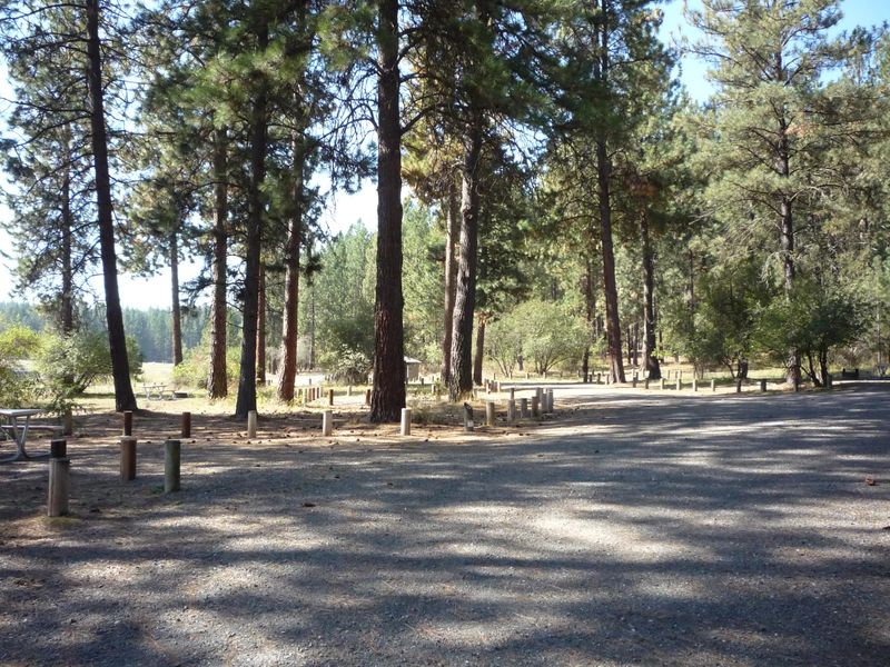 Campsites at Haag Cove Campground.