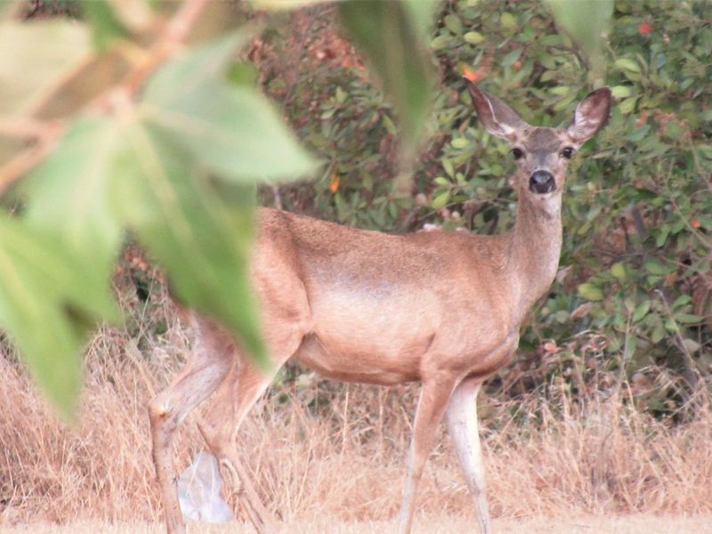 See native wildlife species like deer at Valley Oak Recreation Area. 
