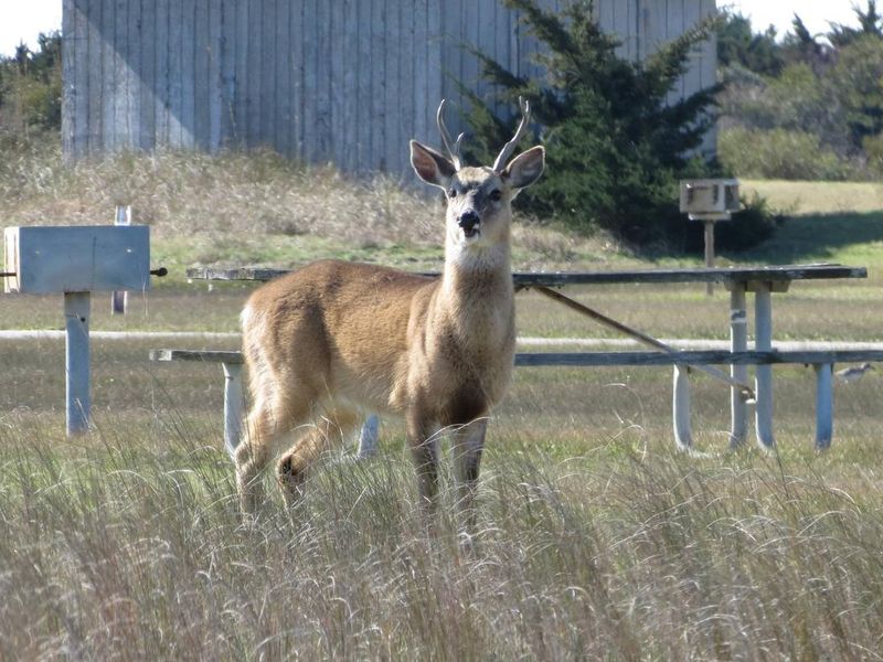 Cape Point Campground - Wildlife