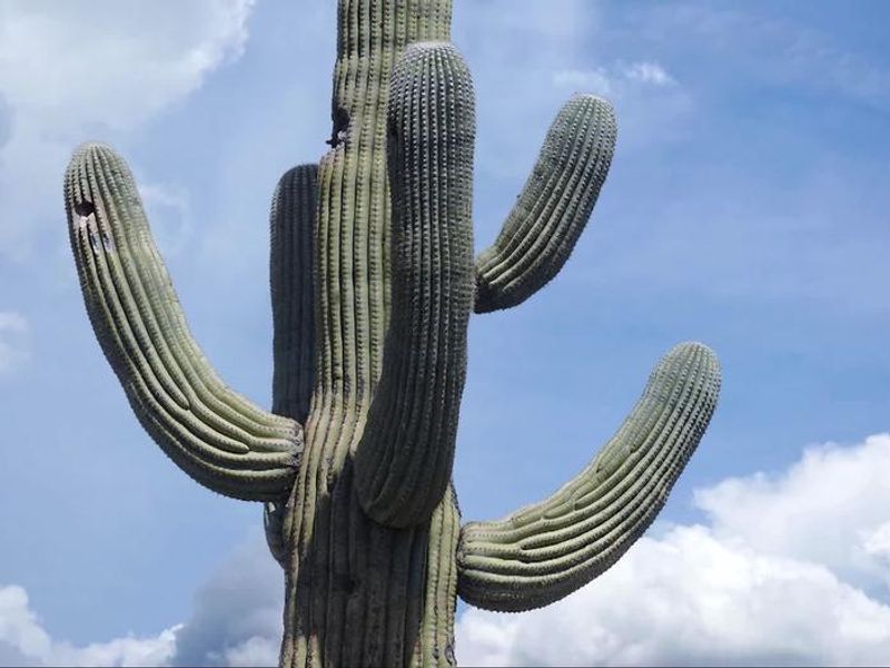 A Giant Saguaro