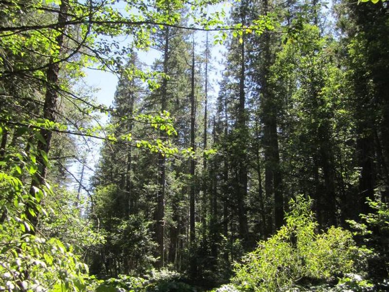 North Fork of North Fork American River Campground